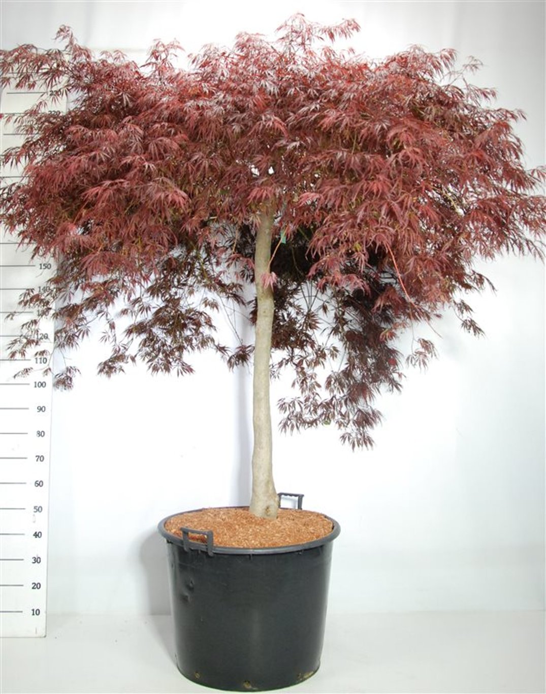 Acer pal. 'Inaba-shidare' - C130 150-175 CM